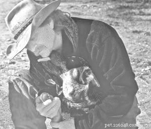 Expert Dog Wound Care: Quick & Safe Home Treatments