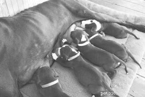 Managing Protozoal Diarrhea in Dogs: Causes, Symptoms, and Treatment