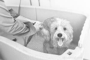 Managing Protozoal Diarrhea in Dogs: Causes, Symptoms, and Treatment