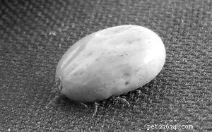 Protecting Your Dog from Ticks: Expert Guide to Prevention & Removal