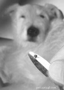 Protecting Your Dog from Ticks: Expert Guide to Prevention & Removal