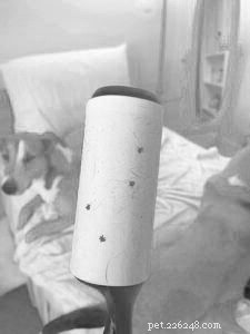 Protecting Your Dog from Ticks: Expert Guide to Prevention & Removal