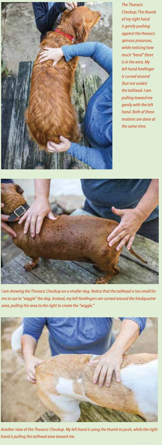 How to Detect Pain and Injury in Your Dog: A Guide for Concerned Owners