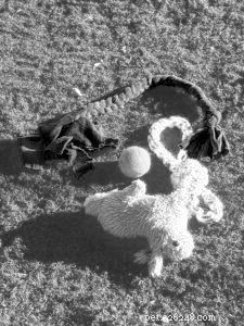 Clean & Safe: The Complete Guide to Washing Dog Toys & Pet Products