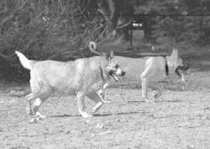 Sudden Hind‑Leg Weakness in Dogs: Causes, Signs, and Quick Action Steps