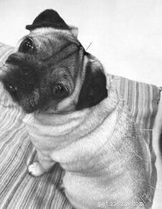 Boost Your Dog’s Lymphatic Health: 10 Proven Ways