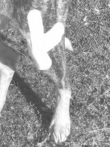How to Safely Apply Kinesiology Tape to Your Dog for Pain Relief and Injury Prevention