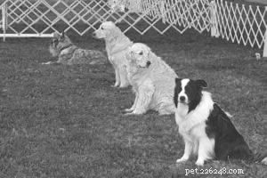 Understanding Dog Seizures: Signs, Causes, and How to Respond