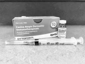 Apoquel & Cytopoint: Trusted, Effective Treatments for Dog Allergies