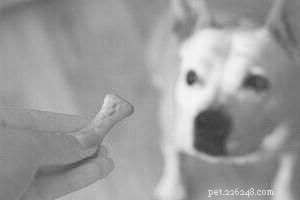 Understanding Bilious Vomiting Syndrome in Dogs: Causes, Symptoms, and Care