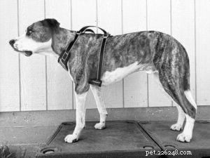 Comprehensive Review of Dog Car Harnesses – Safe, Comfortable & Trusted