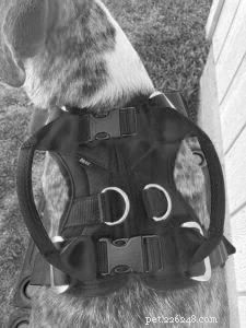 Comprehensive Review of Dog Car Harnesses – Safe, Comfortable & Trusted