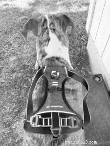 Comprehensive Review of Dog Car Harnesses – Safe, Comfortable & Trusted