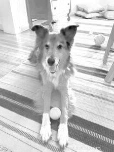 Expert Guidance on Palliative & Hospice Care for Your Dog