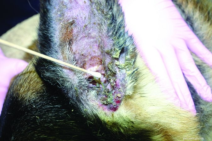 Understanding Chronic Ear Infections in Dogs: Causes, Symptoms, and Effective Treatments