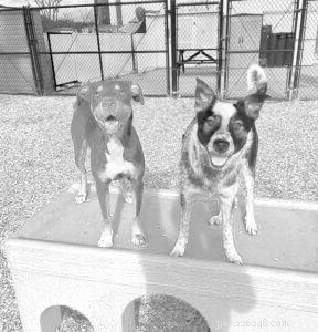 Choosing the Right Dog Daycare: Key Factors to Consider
