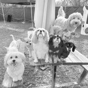 Choosing the Right Dog Daycare: Key Factors to Consider