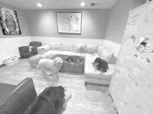Choosing the Right Dog Daycare: Key Factors to Consider