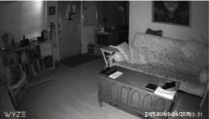 Wireless Dog Camera Review: Watch, Talk, and Monitor Your Pet in Real Time