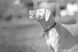 5 Proven Steps to Improve Your Dog s Quality of Life