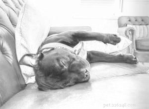 5 Proven Steps to Improve Your Dog s Quality of Life