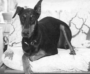 Holistic Strategies to Extend Your Dog s Life