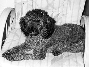 Helping Daymie Recover: A Humane Story of Compassion and Care