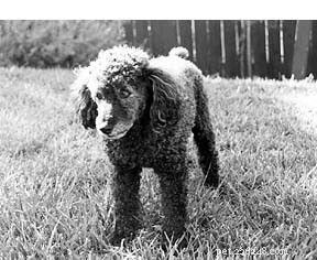 Helping Daymie Recover: A Humane Story of Compassion and Care