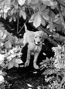 Raise a Well-Socialized Dog: Proven Steps for Happy, Confident Pups
