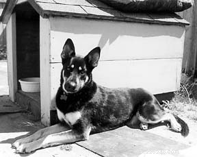 Homeopathy Helps Treat a Dog’s Unexpected Lump: A Real Case