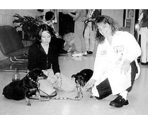 Veterinary Acupuncture: Ancient Practice Gaining Modern Mainstream Acceptance