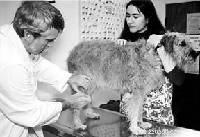 Veterinary Acupuncture: Ancient Practice Gaining Modern Mainstream Acceptance