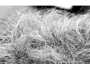Veterinary Acupuncture: Ancient Practice Gaining Modern Mainstream Acceptance