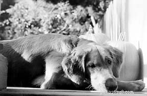 Harnessing Flower Essence Therapy to Enhance Your Dog s Health