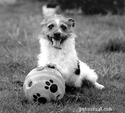 Critical Safety Alert: Wiggly Giggly Balls Contain Zinc – Supervise Your Dog