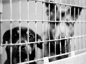 Adopting an Older Dog: A Rewarding Choice for Compassionate Owners
