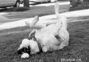 Are Your Dog s Favorite Lawns Truly Safe?