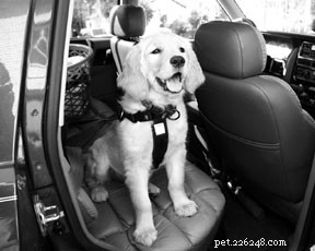 Mastering Dog Comfort on Car Rides: Tips for a Stress‑Free Journey