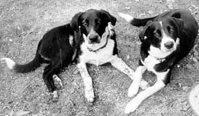 Understanding Seizures in Dogs: Personal Insights and Care Strategies