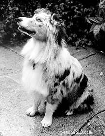 Make Grooming Fun: A Trusted Guide for Stress-Free Dog Care