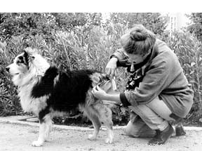 Make Grooming Fun: A Trusted Guide for Stress-Free Dog Care