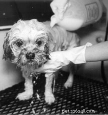 How to Safely Remove Skunk Odor from Your Dog