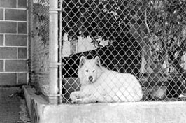 Stress‑Free Dog Boarding: Keep Your Pup Calm and Safe