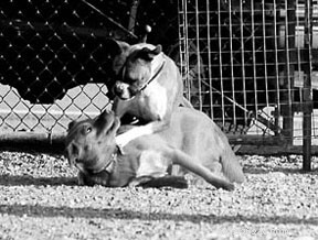 Expert Advice on Managing Alpha Dogs in Multi‑Dog Households