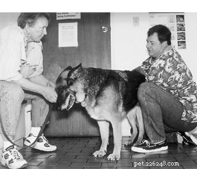 Expert Animal Chiropractic Care for Pets