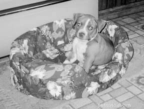 Bruno the Pit Bull‑Cross: A Heartwarming Rescue Story