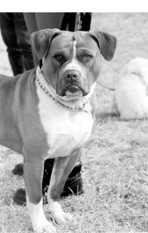 Bruno the Pit Bull‑Cross: A Heartwarming Rescue Story