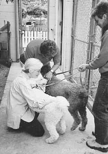 Secure Your Dog’s Return: How One Santa Cruz Citizen Rescued Two Lost Poodles