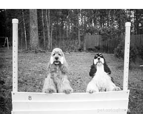 Beyond the Clinic: Trusted Non-Traditional Dog Treatments