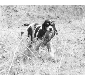 Beyond the Clinic: Trusted Non-Traditional Dog Treatments